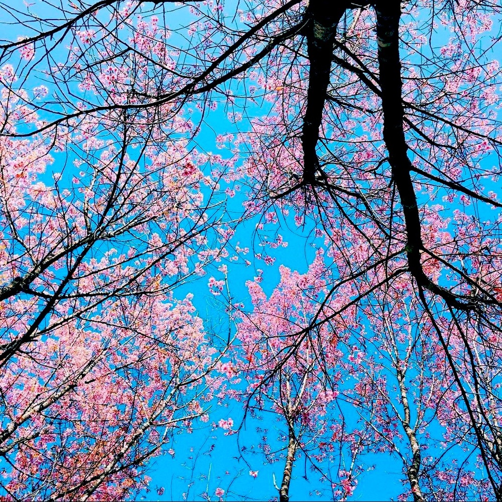 Meet your Posher, Kat